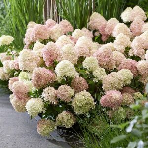 Hydrangea paniculata Summer Love