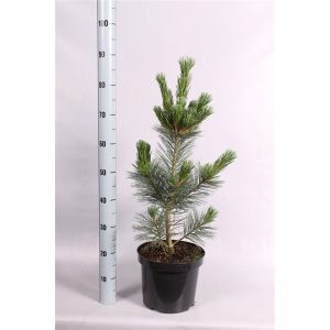 Pinus flex. Vanderwolfs Pyramid