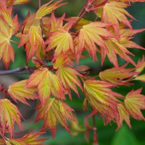 Acer palmatum 'Orange Dream'