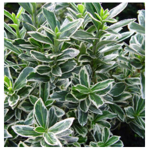 Euonymus microphyllus Albovariegatus - kurika za niske žive ograde