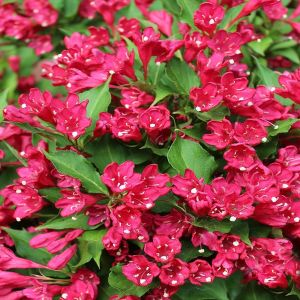Weigela All Summer Red