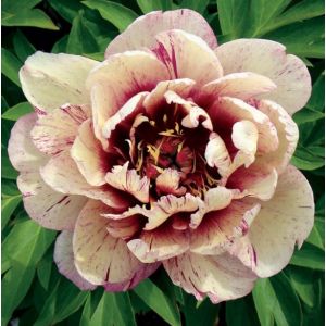 Paeonia Itoh All That Jazz