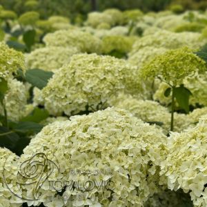 Hydrangea arborescens 'Annabelle' - Hortenzija