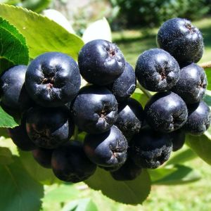 Crna aronija – Aronia melanocarpa grm sa zrelim plodovima