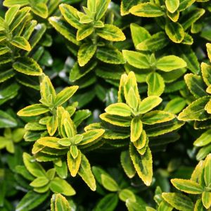 Euonymus microphyllus  Aureovariegatus - kurika za niske žive ograde