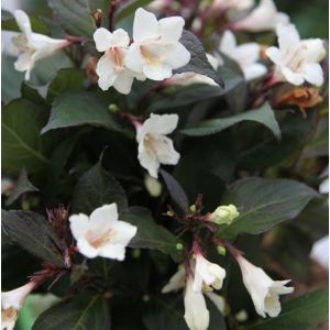 Weigela florida Black & White
