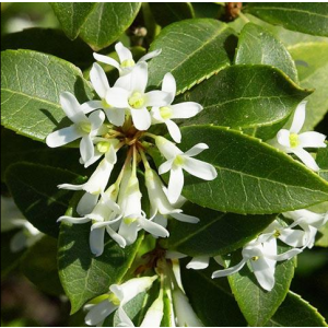 Osmanthus × burkwoodii