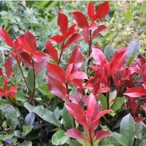 Photinia x fraseri Carre Rouge