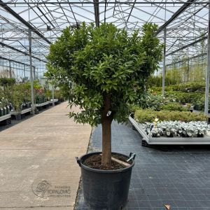 Citrus fortunela (Kumquat)