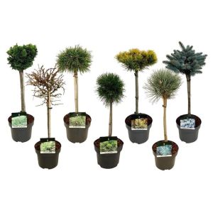 Conifers in cultivars