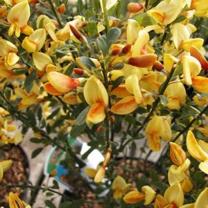 Cytisus Apricot Gem