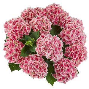 Hydrangea macrophylla Candy Pink