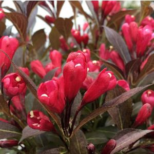 Weigela florida Electric Love