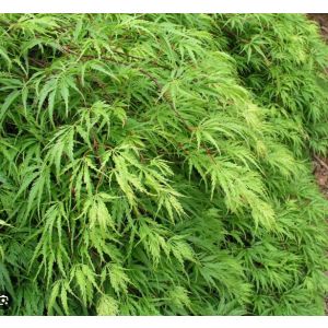 Acer palmatum 'Emerald Lace'