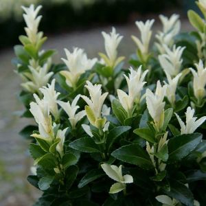 Euonymus Paloma Blanca