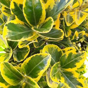 Euonymus Aureomarginatus - kurila za živu ogradu
