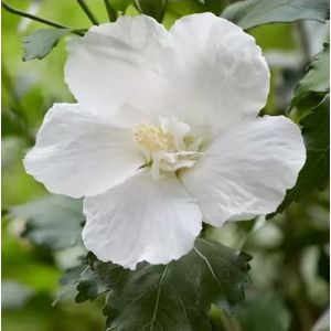 Hibiscus syriacus Flower Tower White