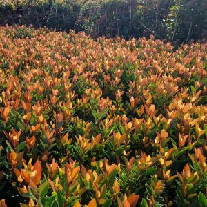 Photinia fraseri 'Chico'®