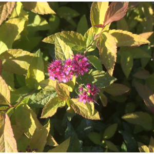 Spiraea japonica Goldflame