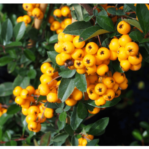 Pyracantha coccinea 'Golden Charmer' vatreni grm