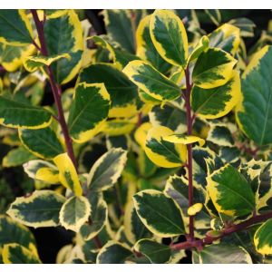 Ilex altaclerensis Golden King