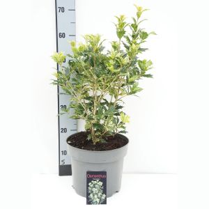 Osmanthus heterophyllus 'Goshiki'