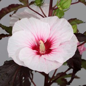 Hibiscus moscheutos Carrousel Jolly Heart - Hibiskus