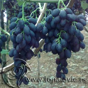 Hibridna loza Blek Medzik