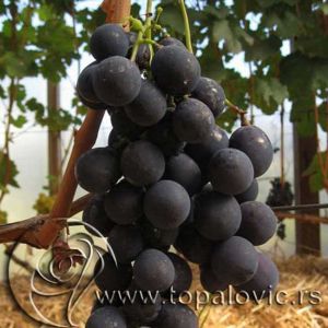 Hibridna loza Strašenski