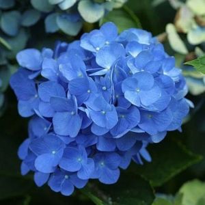 Hydrangea macro. Little Blue - hortenzija