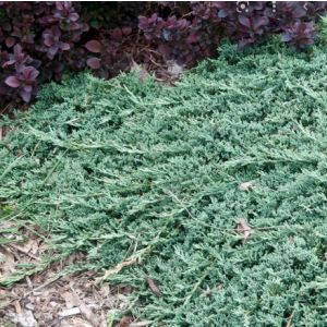 Juniperus hor. 'Icee Blue'