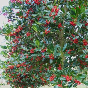 Ilex aquifolium J.C. Van Tol