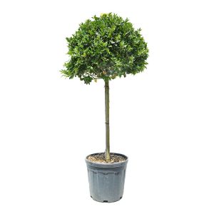 Ilex meserveae Blue Maid