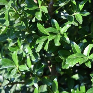 Ilex maximowicziana 'Kanehirae'