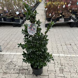 Ilex meserveae 'Blue Maid'