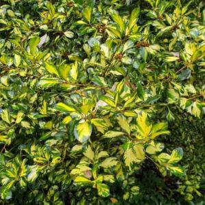 Ilex x altaclerensis 'Lawsoniana'