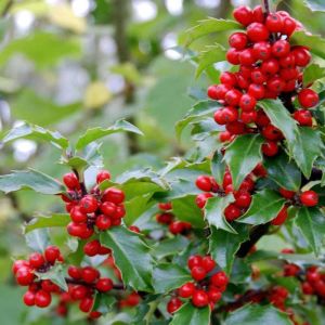 Ilex x meserveae Blue Princess