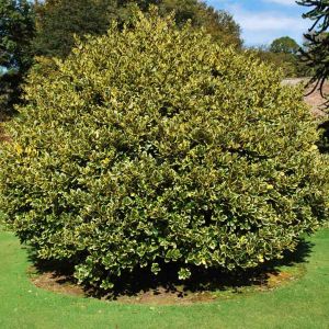 Ilex x altaclerensis Golden King