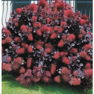 Cotinus coggyria 'Royal purple'