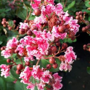 Lagerstroemia indica Berlingot Menthe