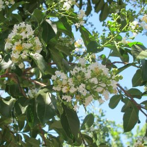 Lagerstroemia indica x fauriei Natchez