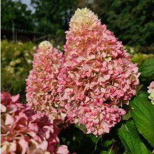 Hydrangea paniculata 'Little Fresco' - hortenzija