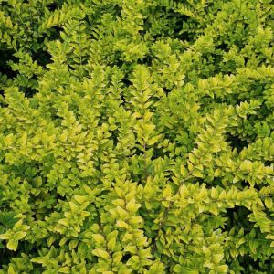 Lonicera nitida 'Golden Glow'