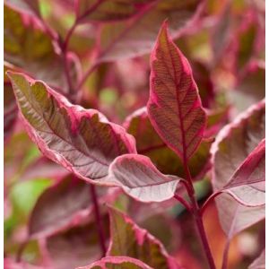 Cornus alba sibirica Miracle