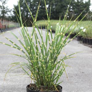 Miscanthus sin. Strictus Dwarf