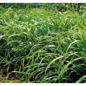 Miscanthus 'Eco2Grass'