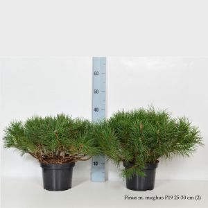 Pinus mugo mugo (mughus)