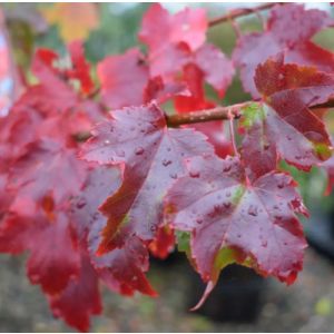 Acer rubrum October Glory