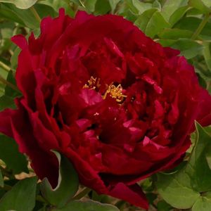Paeonia Suffruticosa 'Wu Yin Yao Hui'
