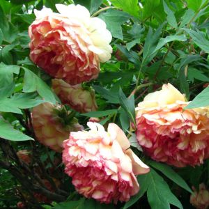 Paeonia Suffruticosa Jin Ge